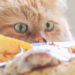 Veterinarios alertan sobre alimentos peligrosos para los gatos