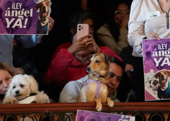 Condenan a hombre que dejó ciega a una gata; Fiscalía destapa dos nuevos casos de maltrato animal