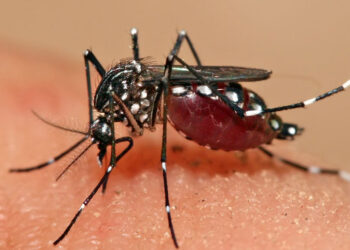 ¿Por qué los mosquitos pican más a unas personas que a otras? Esto explican los expertos