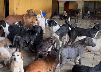 Más de 500 animales podrían quedar sin refugio en Roldanillo