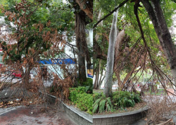 Rama seca genera riesgo y deteriora la imagen del parque Bolívar