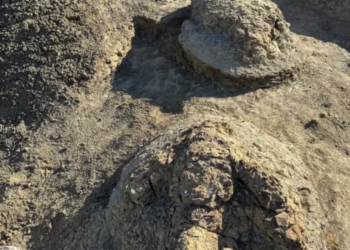 Descubren el primer rastro conocido de un Tiranosaurio Rex