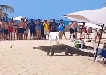 Enorme caimán se paseó entre turistas en plena playa del Tayrona