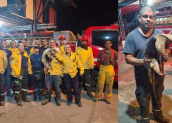 Rescatan con vida a oso hormiguero atrapado en un incendio forestal