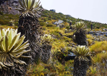 Reserva de Santurbán ya no irá hasta 2029: Gobierno revocó prórroga