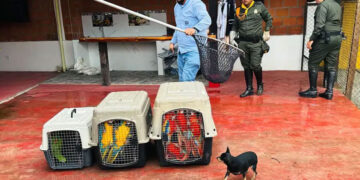 Hallan siete aves silvestres en cautiverio, avaluadas en $66,5 millones de pesos