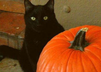 ¿Quién dijo que los gatos negros traen mala suerte?