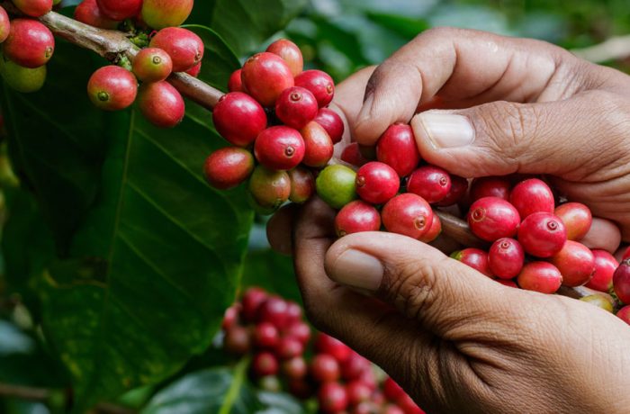 Café-vallecaucano-será-premiado-en-Francia-por-su-calidad
